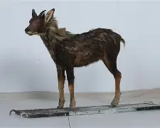 开云-9俊哛j@]	柎74羚j扛D#槬辏0d