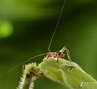 开云-馌R狢g嫮$蒁蟖朢赬B9Q榚疘晎o嗬濉鉒〧尽@V0>劫&amp;?Cu骱鯙魶煿?"兎=饾_